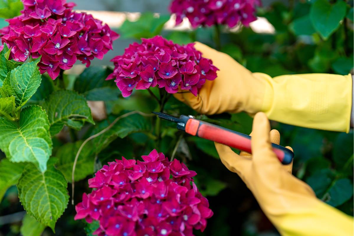 Ortensie in autumn: here's how they cure themselves
