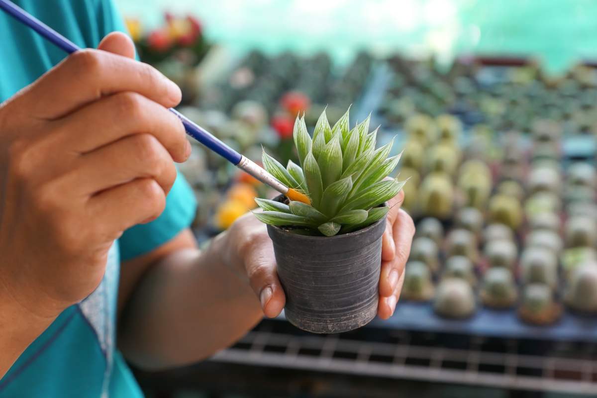 How to reinvigorate fatty plants after the summer: pruning and natural fertilizers