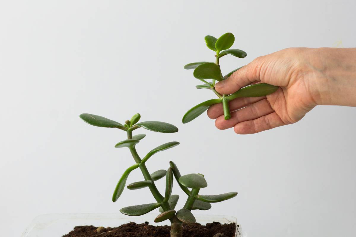 Here's how to have the lush cassula ovate