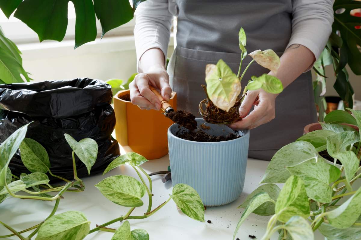 Fight rot and mold in plants: here's how