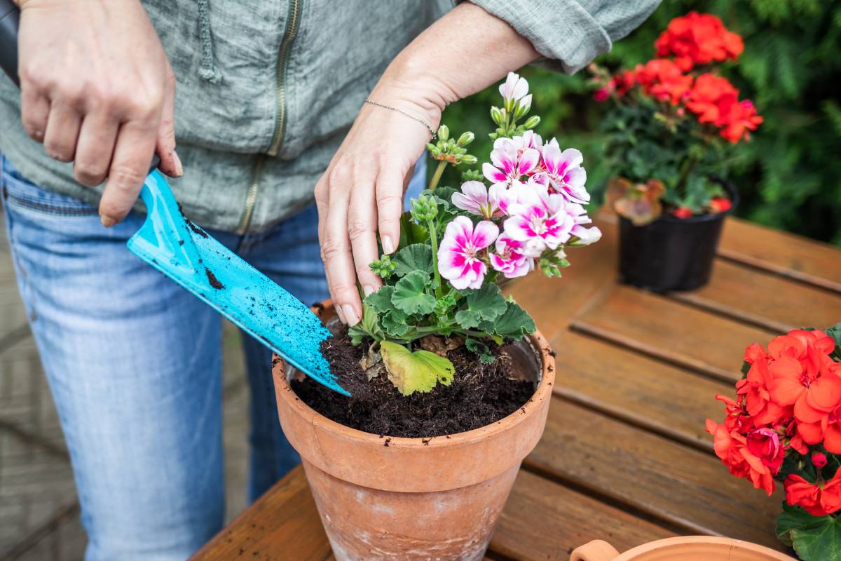Keep geraniums indoors for the winter