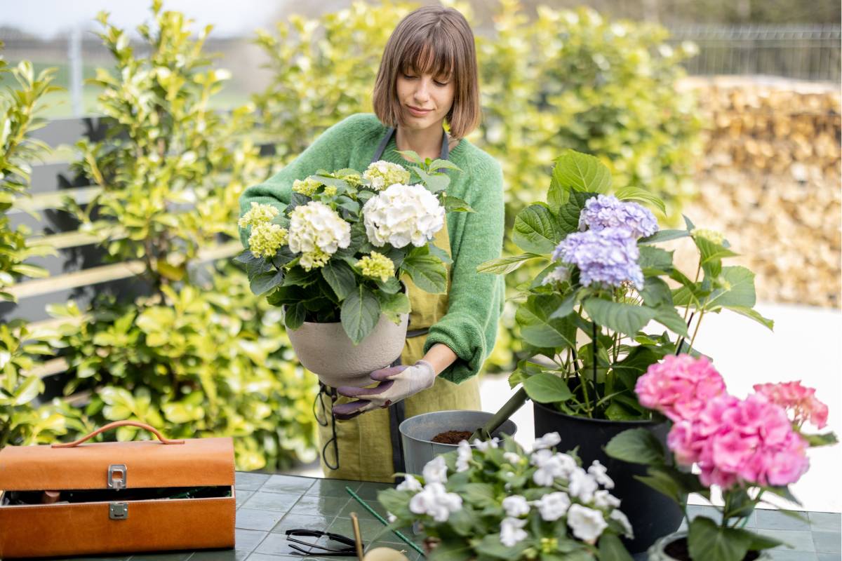 Preparation of hydrangeas in view of autumn