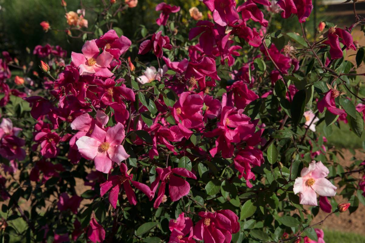 A plantant in the autunno: Rosa chinensis change