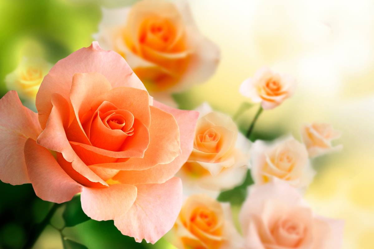 The care of the roses in September against mold and cold