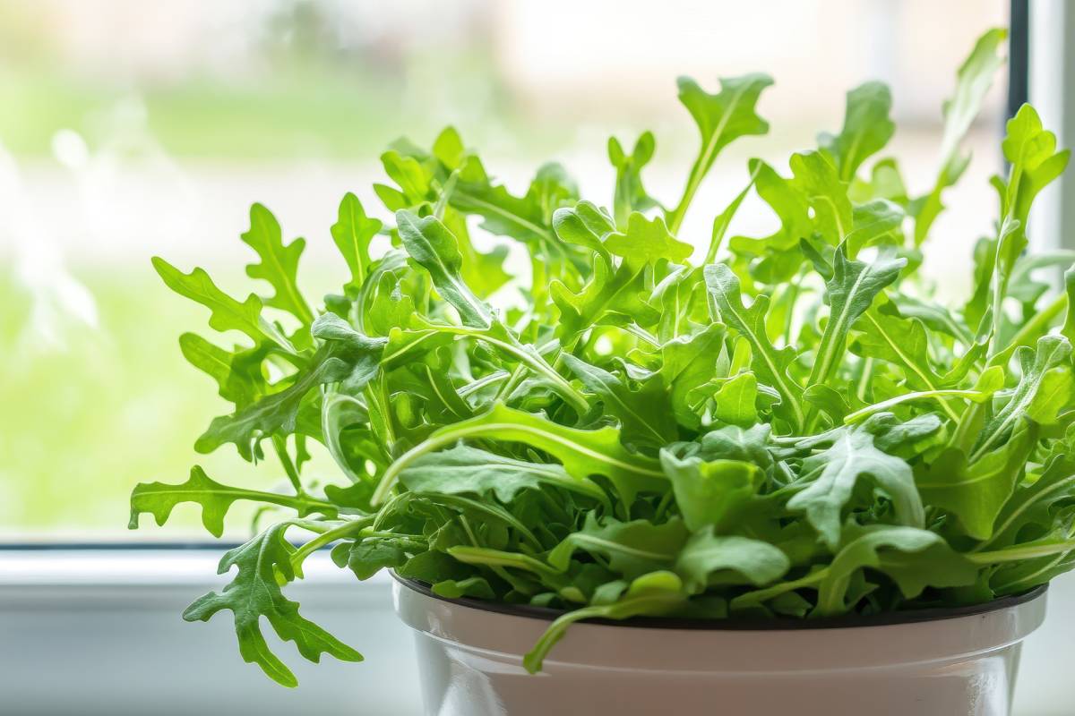 Secrets and tips to cultivate spinach and rocket in pots
