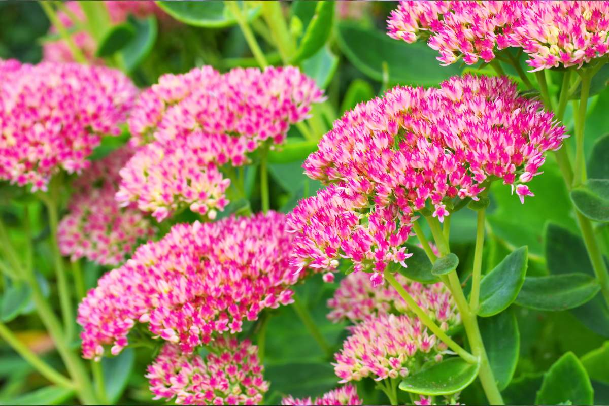 Flowers that last until October