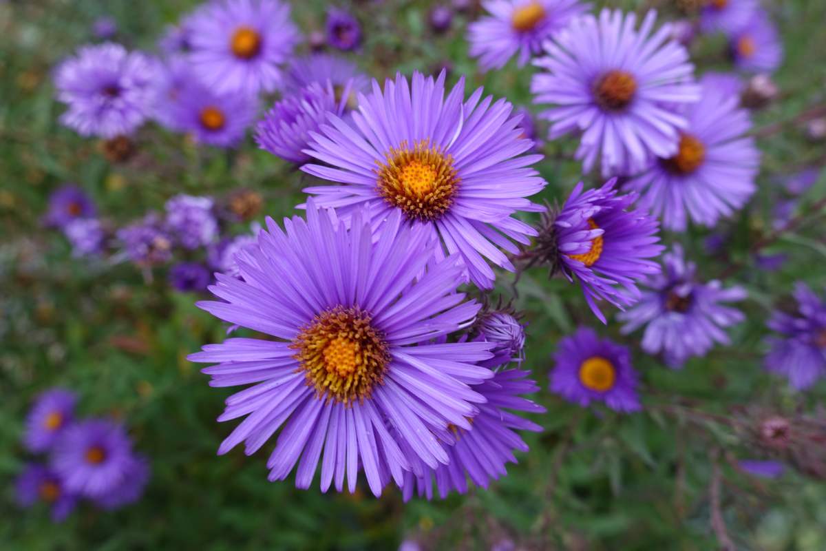 September blooms that last until October