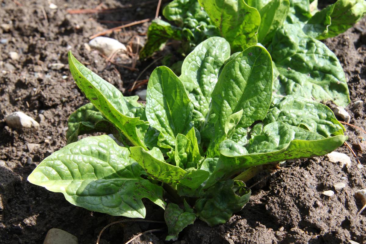 How to sow spinach and rocket for quick and continuous crops