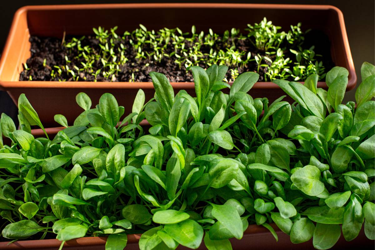 Cultivation spinach and rocket in pots