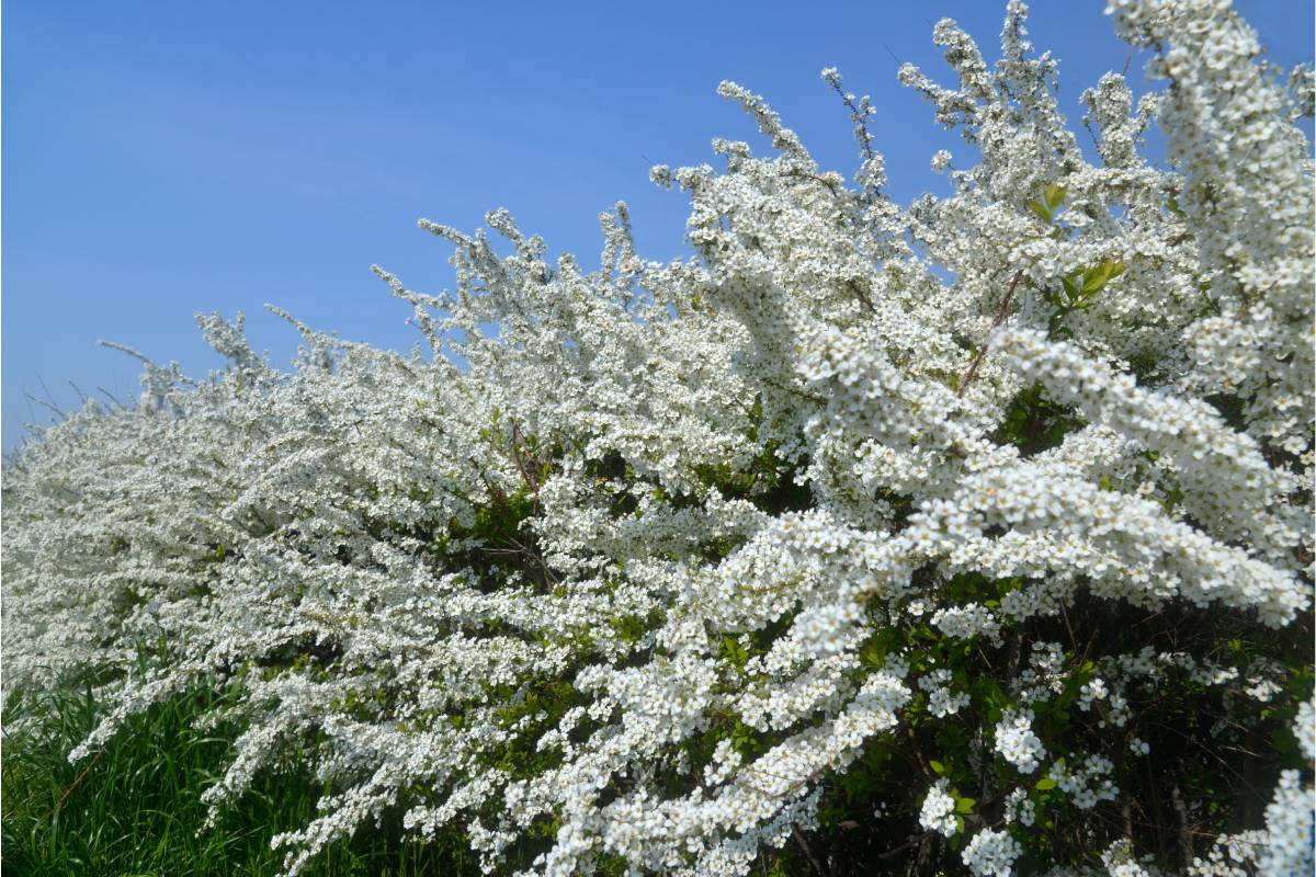 Flowered shrubs in autumn: spiraea thunbergii