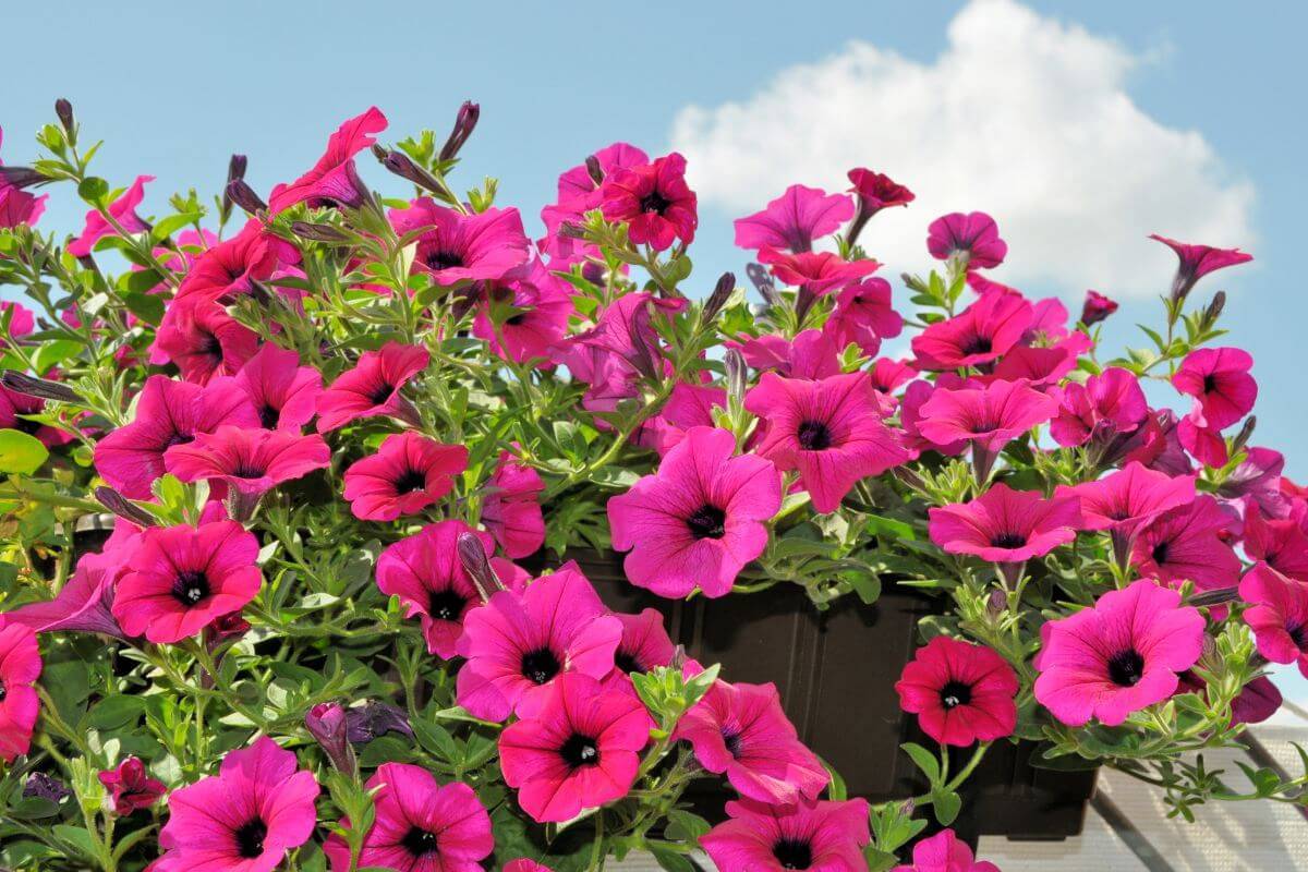 Surfinies and geraniums: the pruning that regenerates