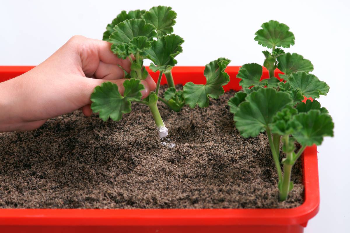 Geranium cuttings that take root in 15 days