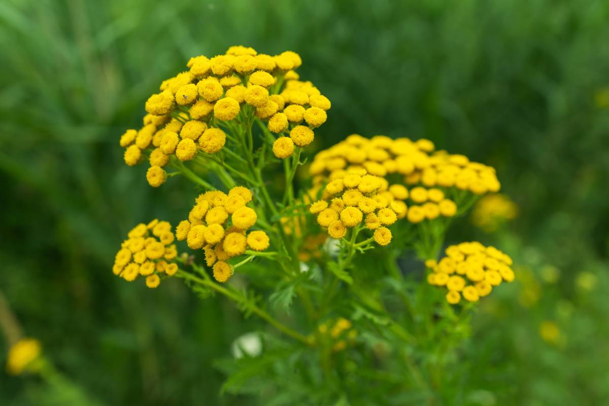 Autumnal Flowers: ile tanacetum