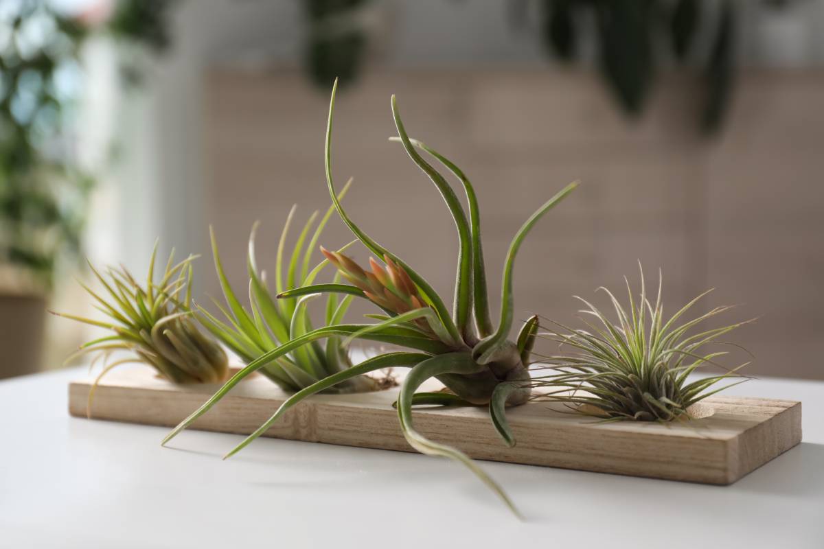 Fight humidity in the house with 6 plants 