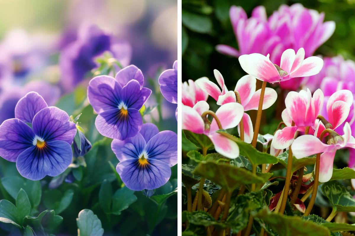 When to plant Viole and Ciclamini