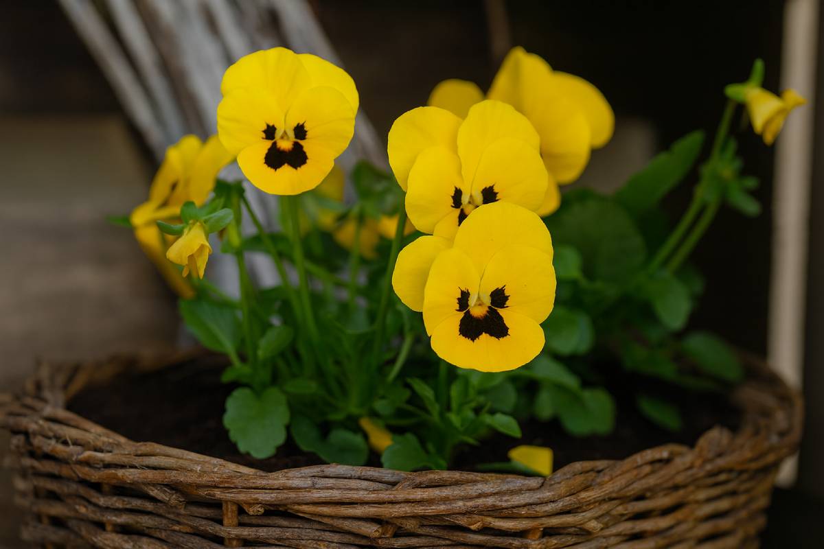 How the violets are arranged to obtain dream visual effects