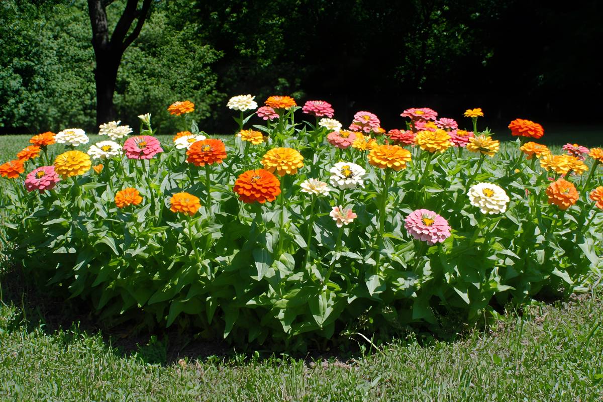 Flower beds and balconies that last until full autumn
