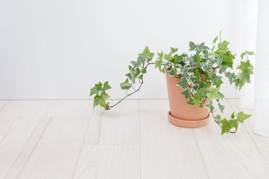 English Lypa (English ivy) reduces moisture