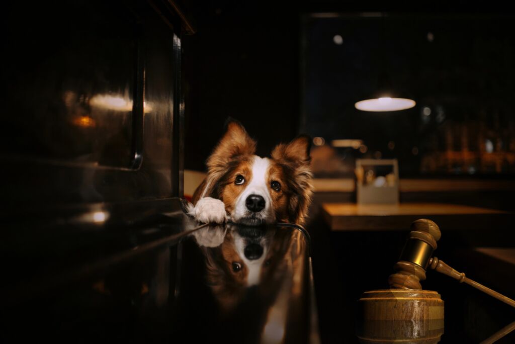 Court expels apartment dog after complaints of noise from neighbors for years