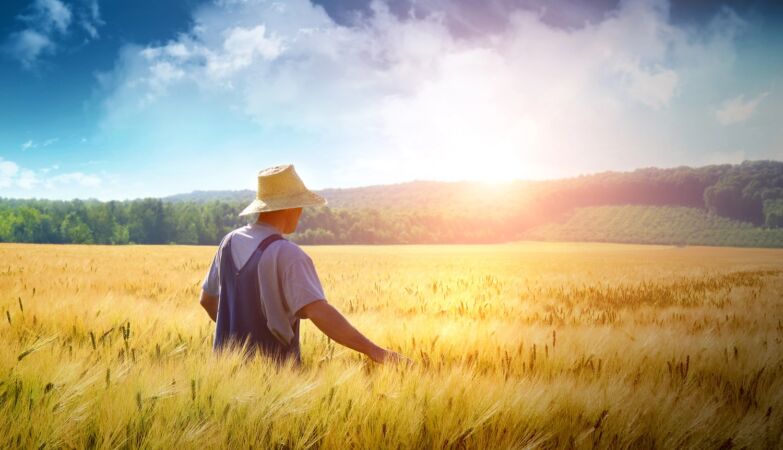Scientists create wheat that produces their own fertilizer