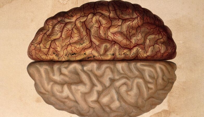 What makes our brain look like a nut?
