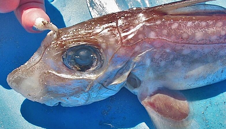 This fish has teeth on the forehead (not to eat ice cream)