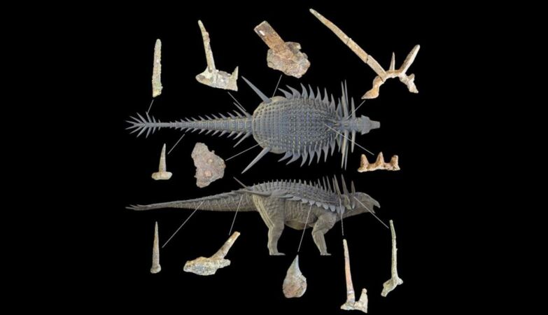 Incredible dinosaur with thorns armor rewrite the history of evolution