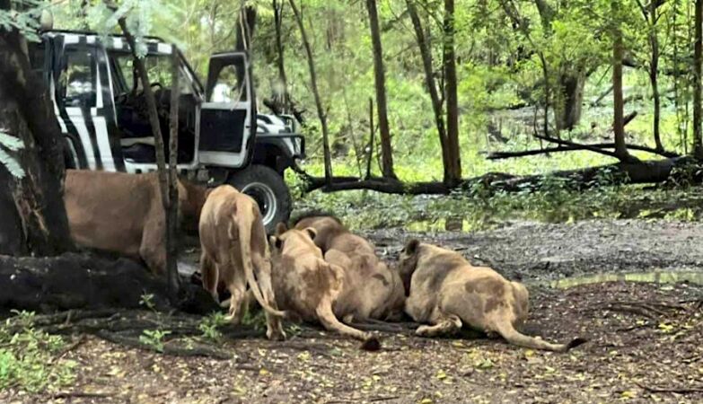 Faced with horrified tourists, lions attack and kill Safari-Park-park in Thailand