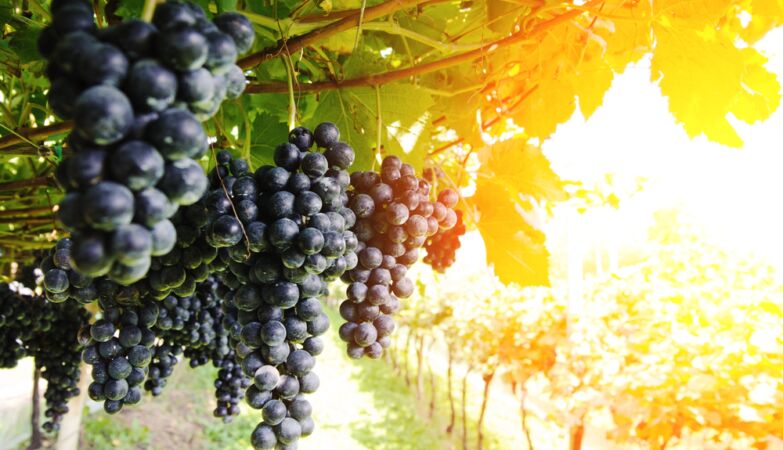 Illegal wine enters Portugal. Operation “Dionysus” tries to combat the crime