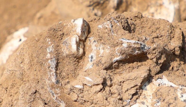 Discoveries the oldest evidence of Homo Erectus. Is 1.8 million years old