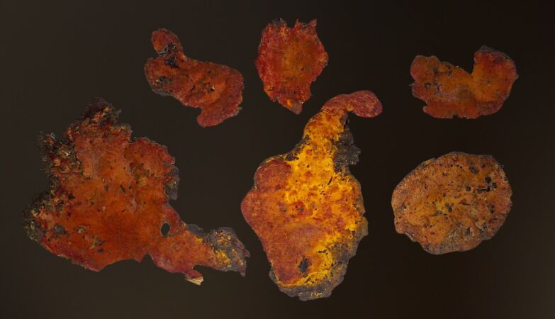 Rare fungus can kill cancer cells. We discovered your secret
