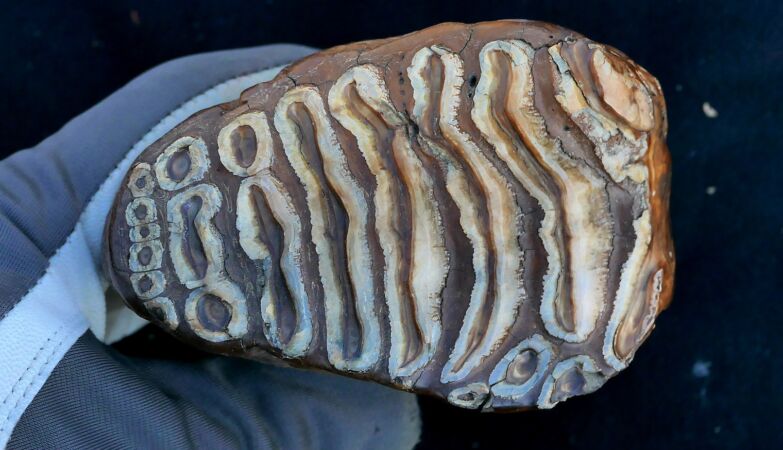 Prehistoric teeth pain: Discovery community of bacteria in the mouth of a mammoth