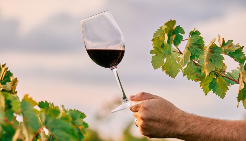 Between wine and olives, the first farmers always chose another cup