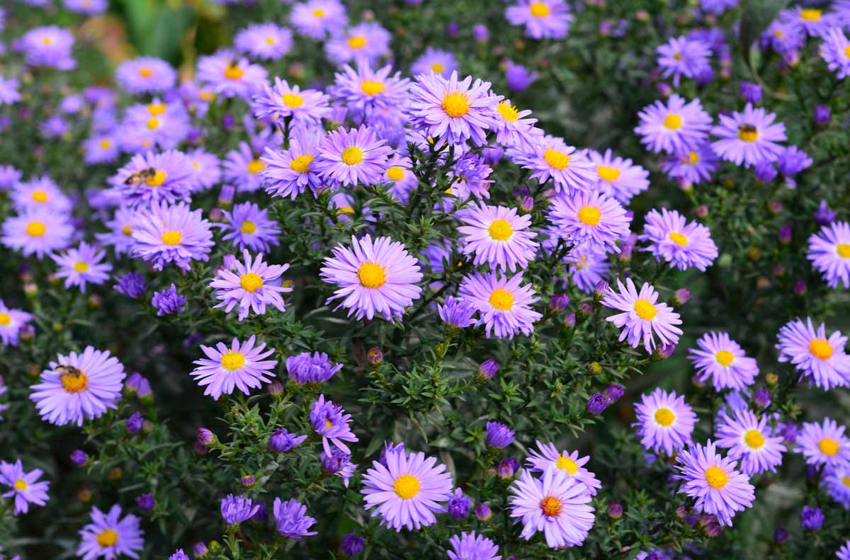 Autumn Aster