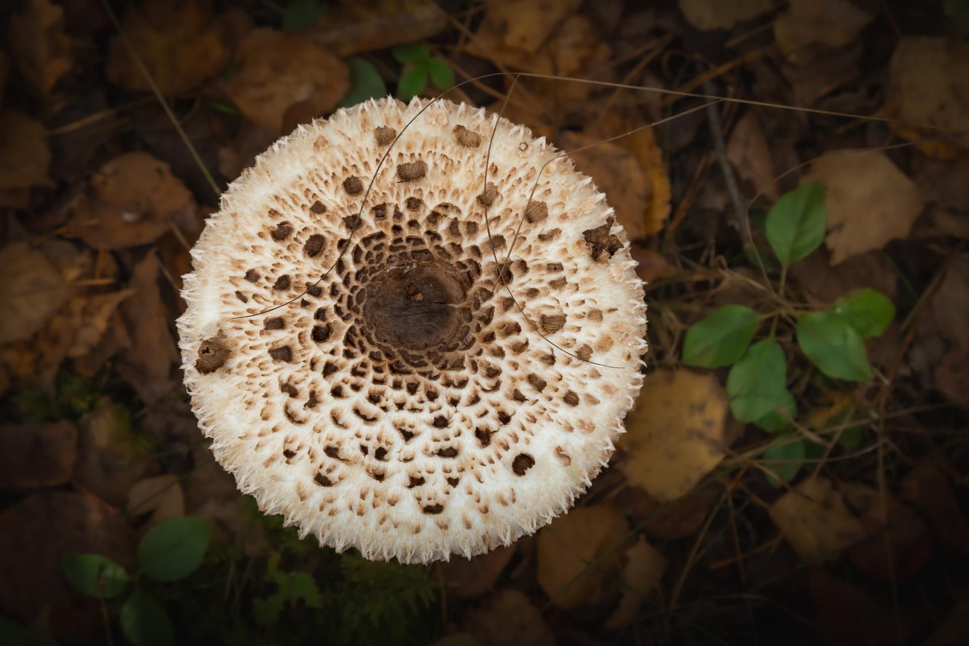 Mushrooms in Poland after this you will recognize Kania during mushrooming. You will never go wrong with a poisonous mushroom again