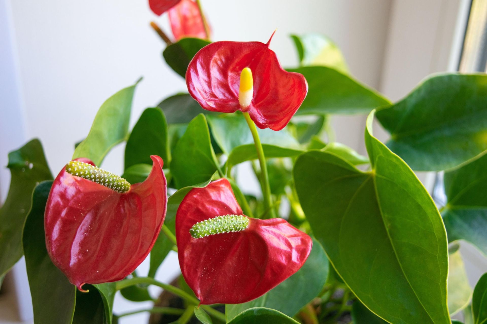 The care of pot plants without this anthurium will not bloom. Prepare today and in 2 days water the plant and release beautiful flowers. Fertilizer to the anthurium stimulating flowering