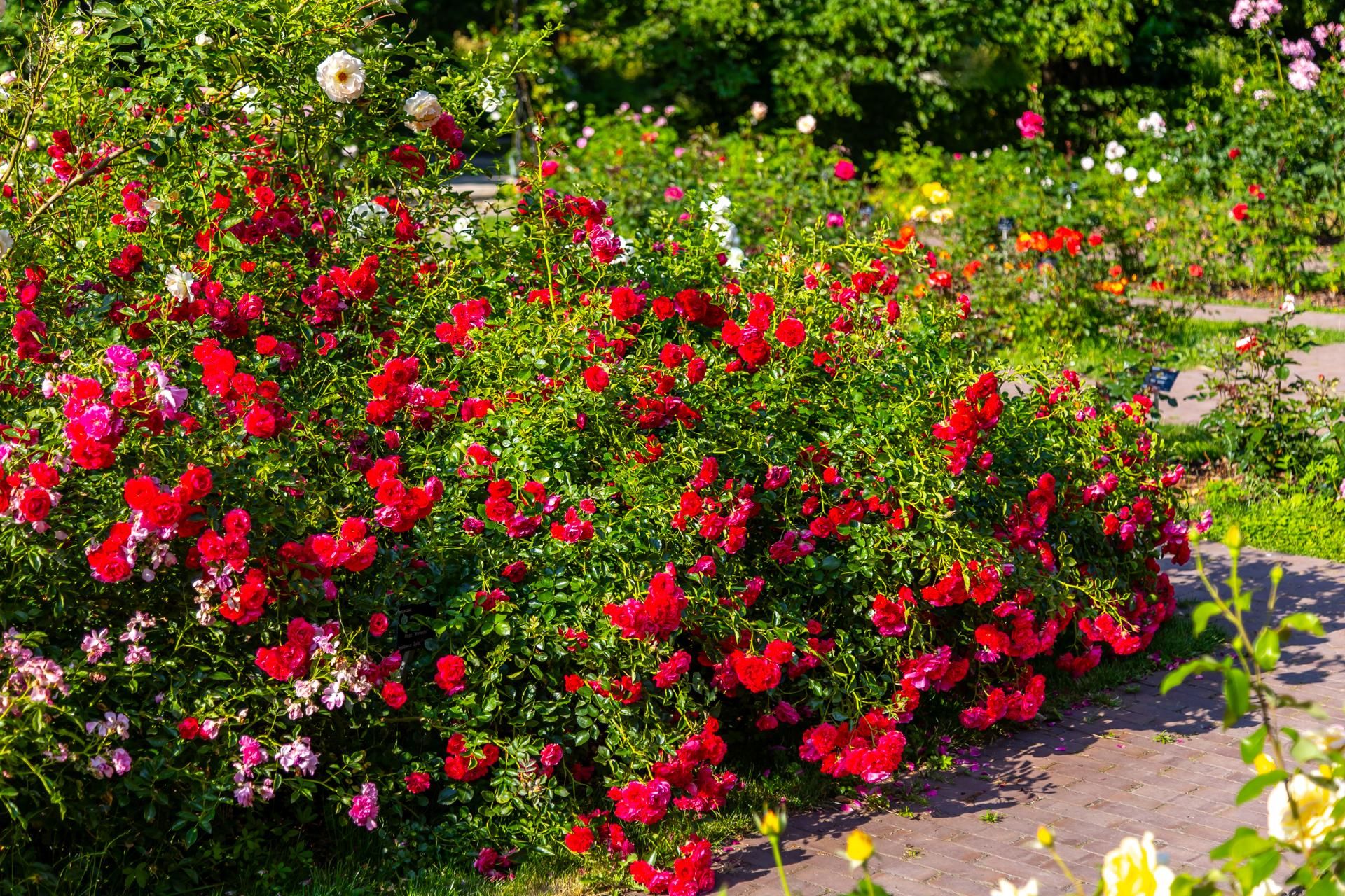 Garden in autumn take a shovel and scattered around rose bushes. They will bloom until November. One -component rose fertilizer, which works like a fake an alarm clock
