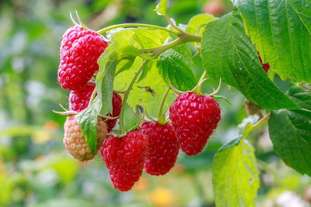Why is raspberry mulching in the fall?