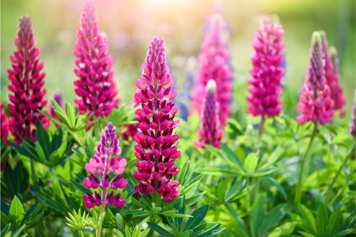 Flowers that can still be sown in September