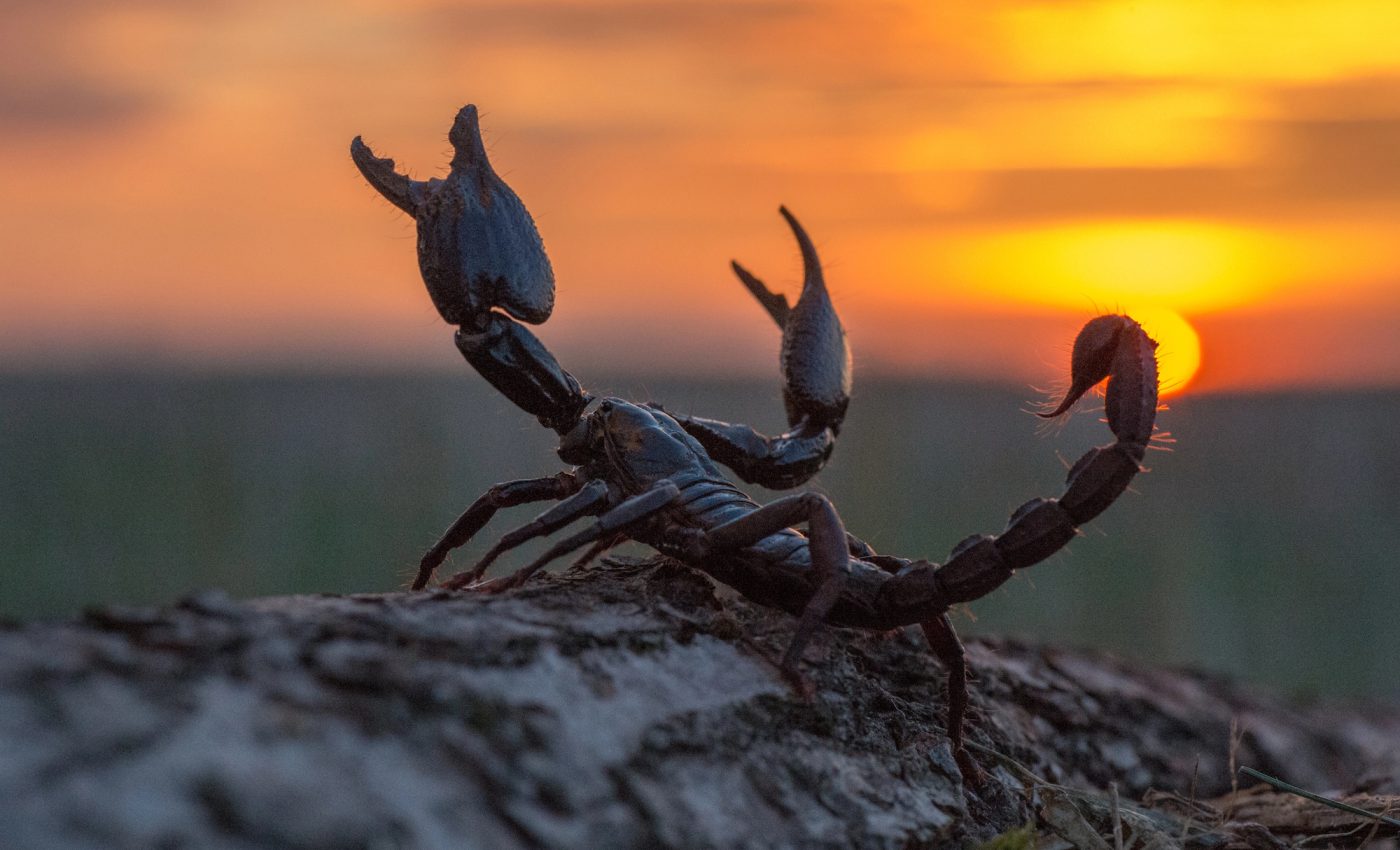 The Mars is in the mysterious Scorpio. What strong messages will these signs receive?