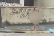 Woman was found walking naked in Itanhaém