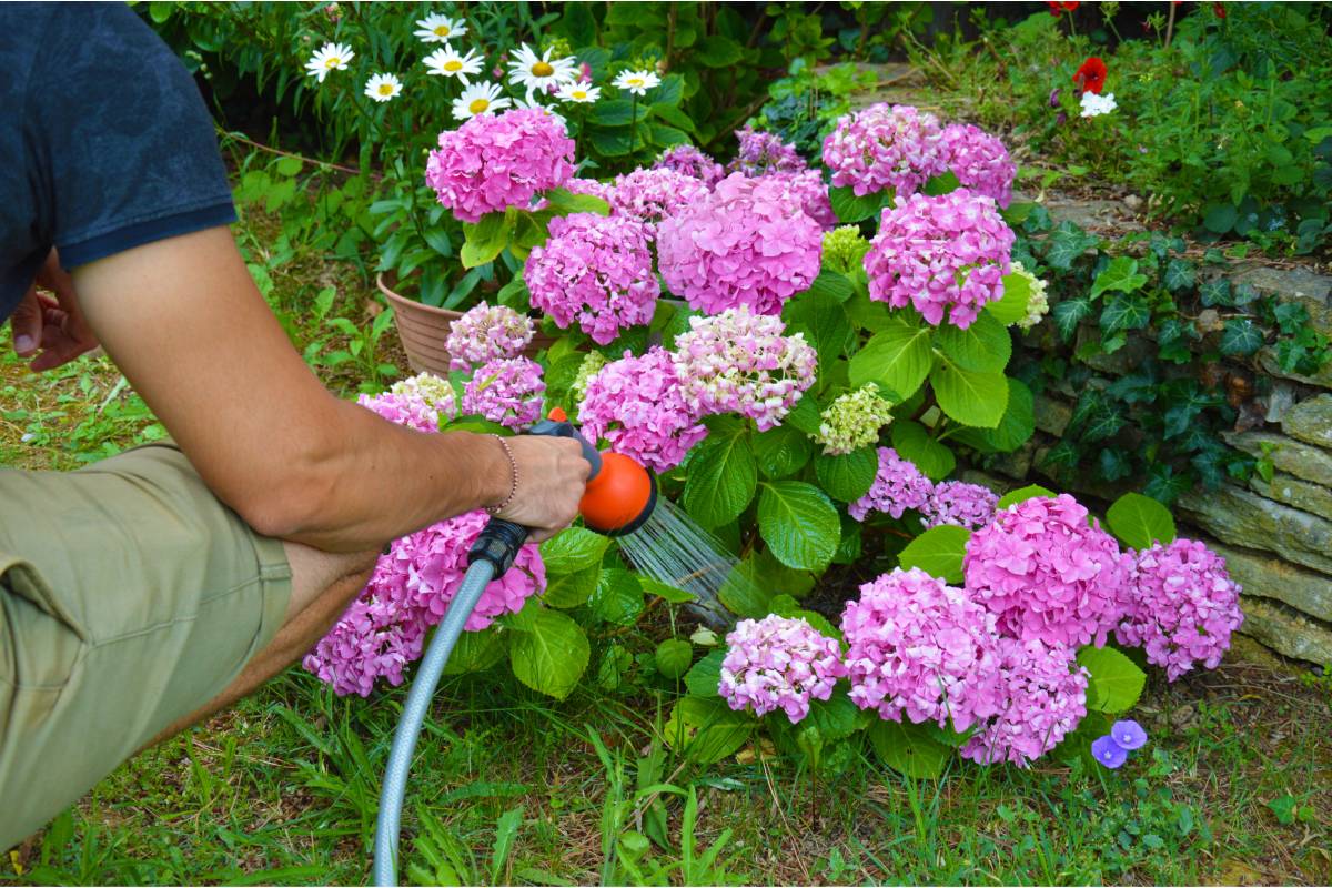 hydrangeas in the garden