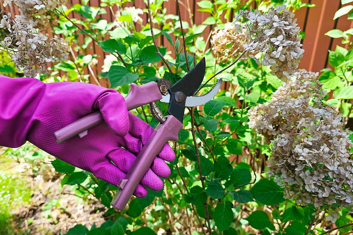 Ortensie pruning