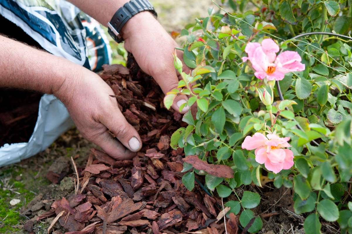 Treat the roses in the change of season