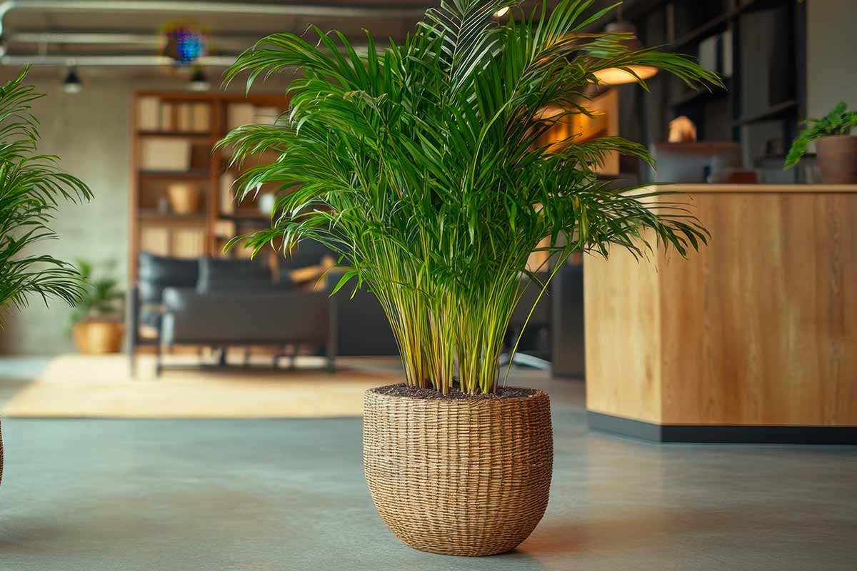 interior plan, Areca