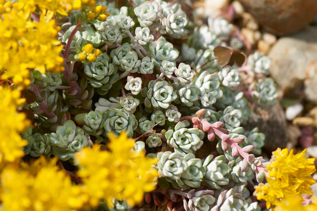 Sedum spathulifolium