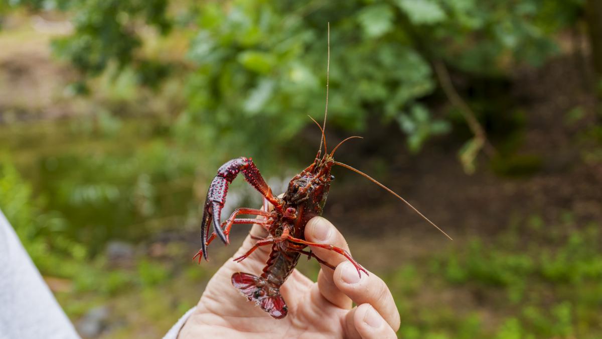 Fishermen come into war against the 'oxidized' devouring crab that is leaving a river without local species