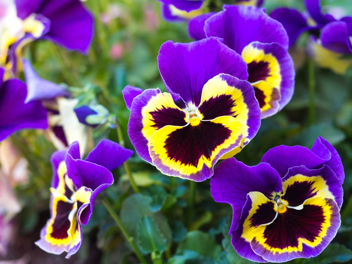 The winter or purple viola of thought.