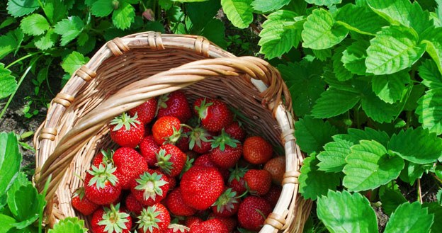 In summer, if you want to enjoy a large harvest of strawberries, you must not forget about autumn fertilization /123RF/PICSEL