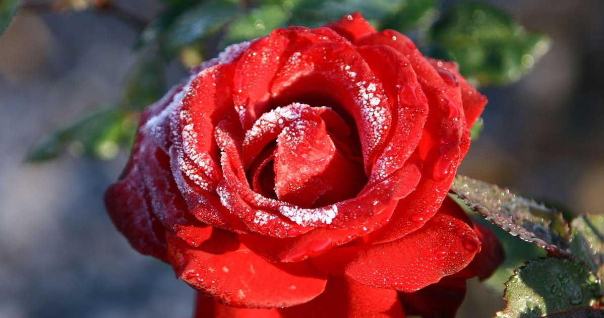 My uncle does this with roses in October. During the season, the bushes are full of flowers